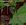 Wooddriller